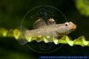 picforguessthefish.jpg