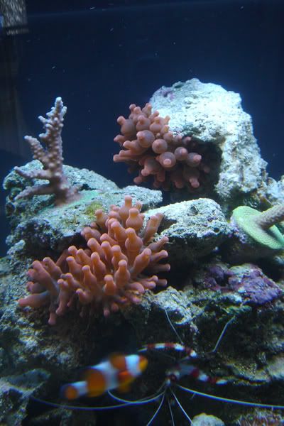 tank_anemones.jpg