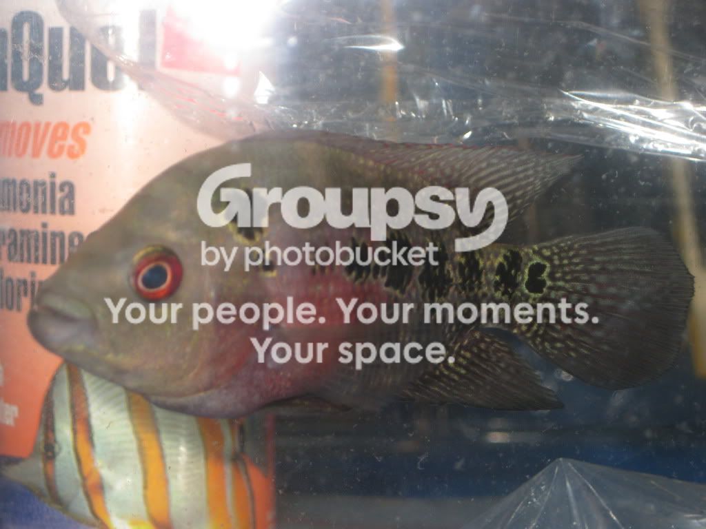 SpringFishExpo10005.jpg