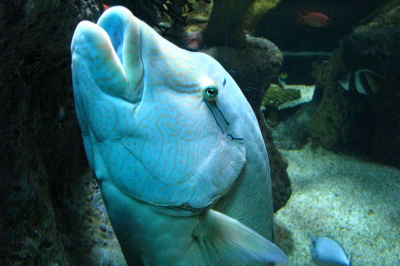 saltwater15.jpg