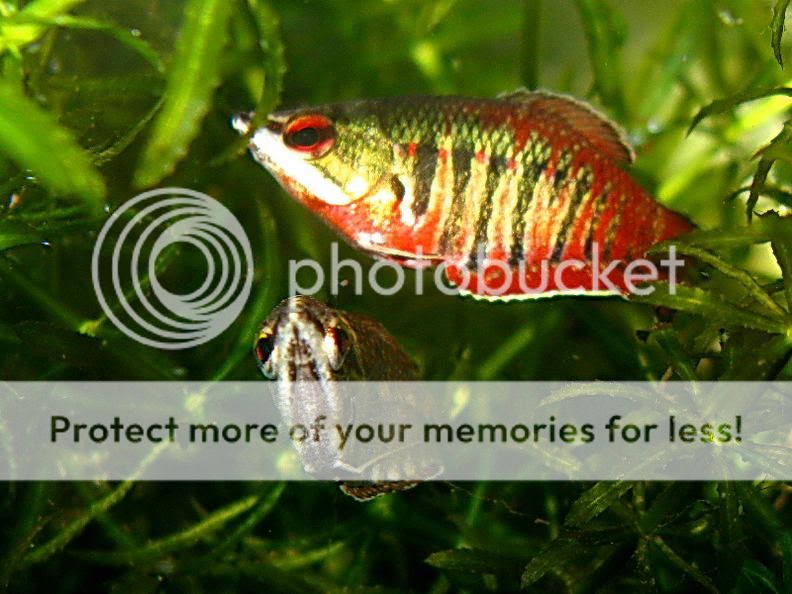 Samurai_Gourami_23.jpg