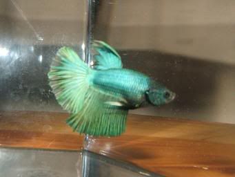 betta3.jpg