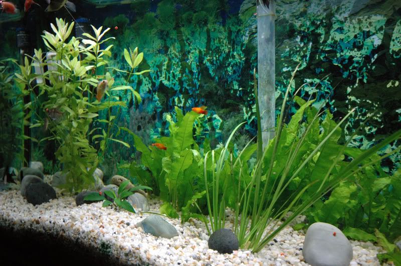 tank6.jpg
