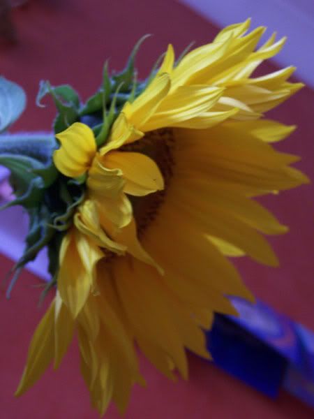 sunflower2.jpg