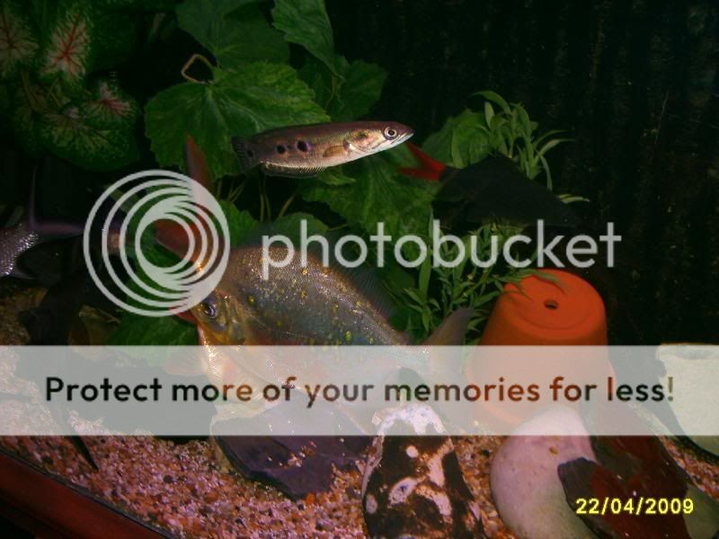 S5003788.jpg