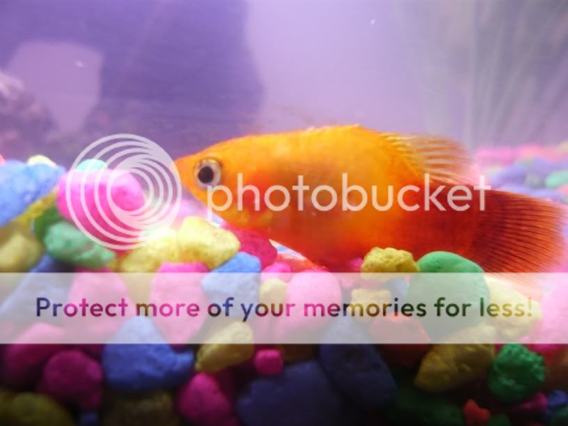 fish3.jpg
