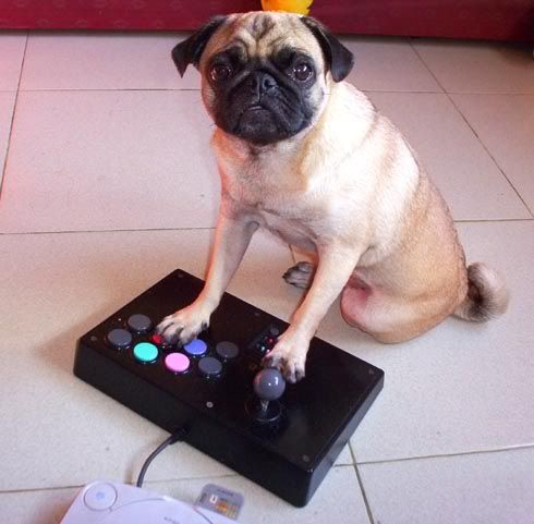 Pugbum07.jpg