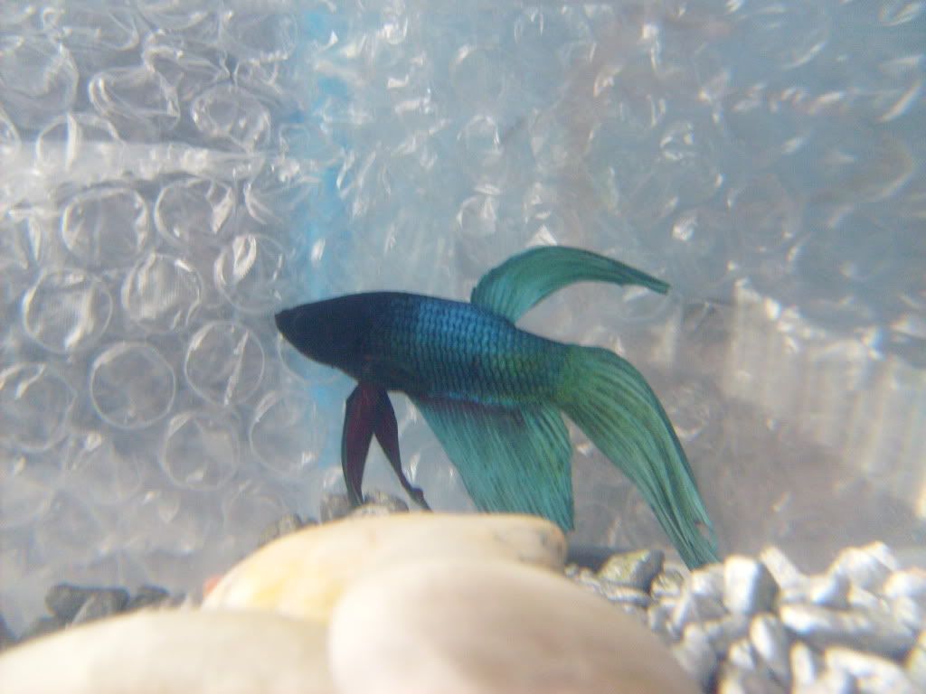 S6300271.jpg