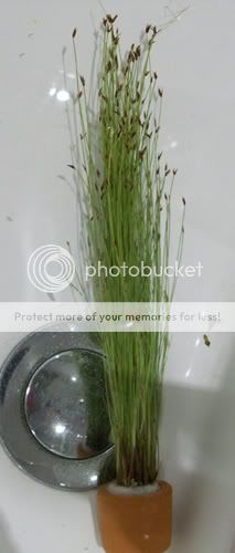 plant3.jpg