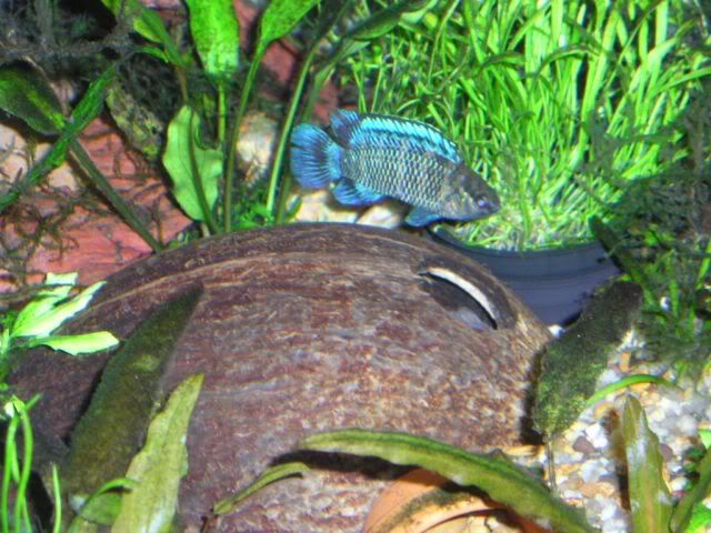 newpicsoldfish083.jpg