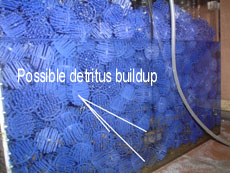 LFSbioBallsSmall.jpg