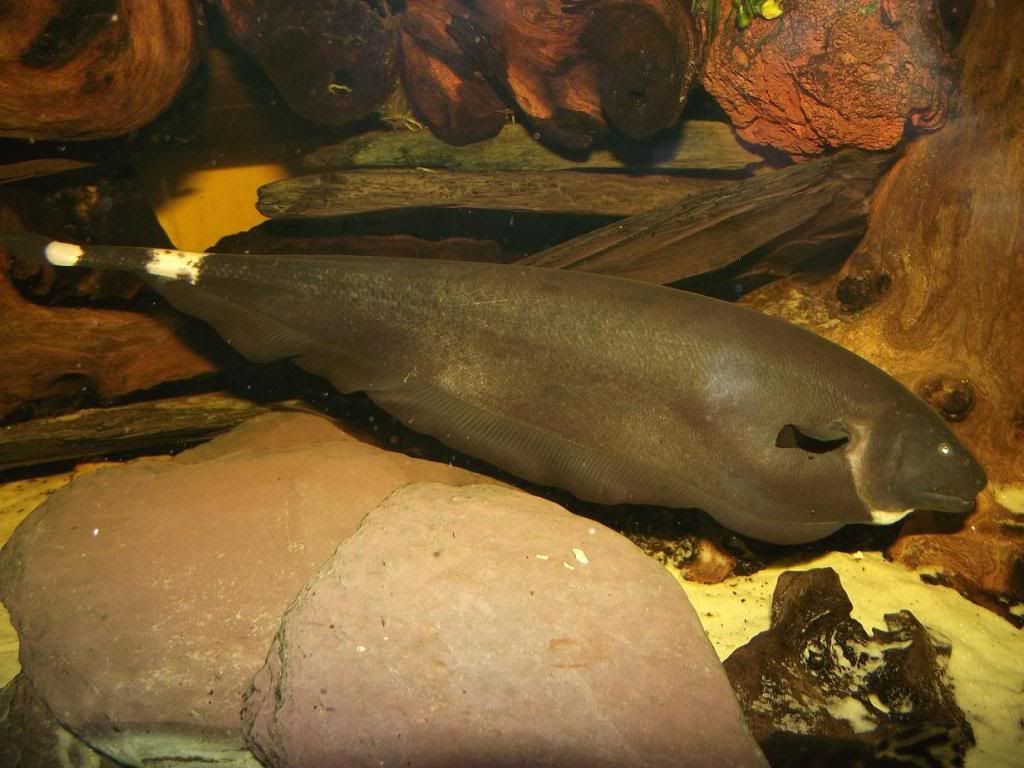 Black-Ghost-Knife-Fish_zps180f18a7.jpg