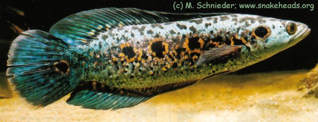 cPleurophthalma.MSchnieder.01.300dpi075.jpg