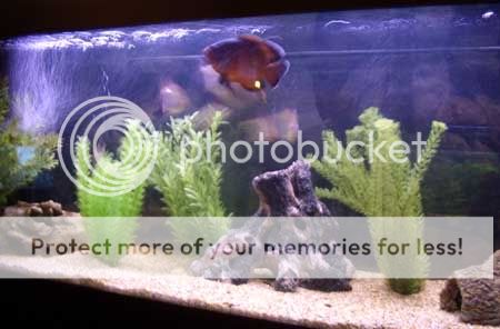 010406tank1.jpg