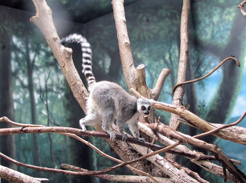 RingtailLemur2.jpg