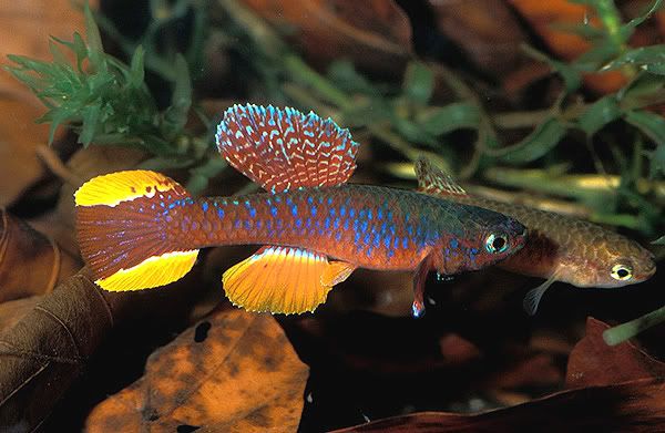 gal_diapteron_fulgens.jpg