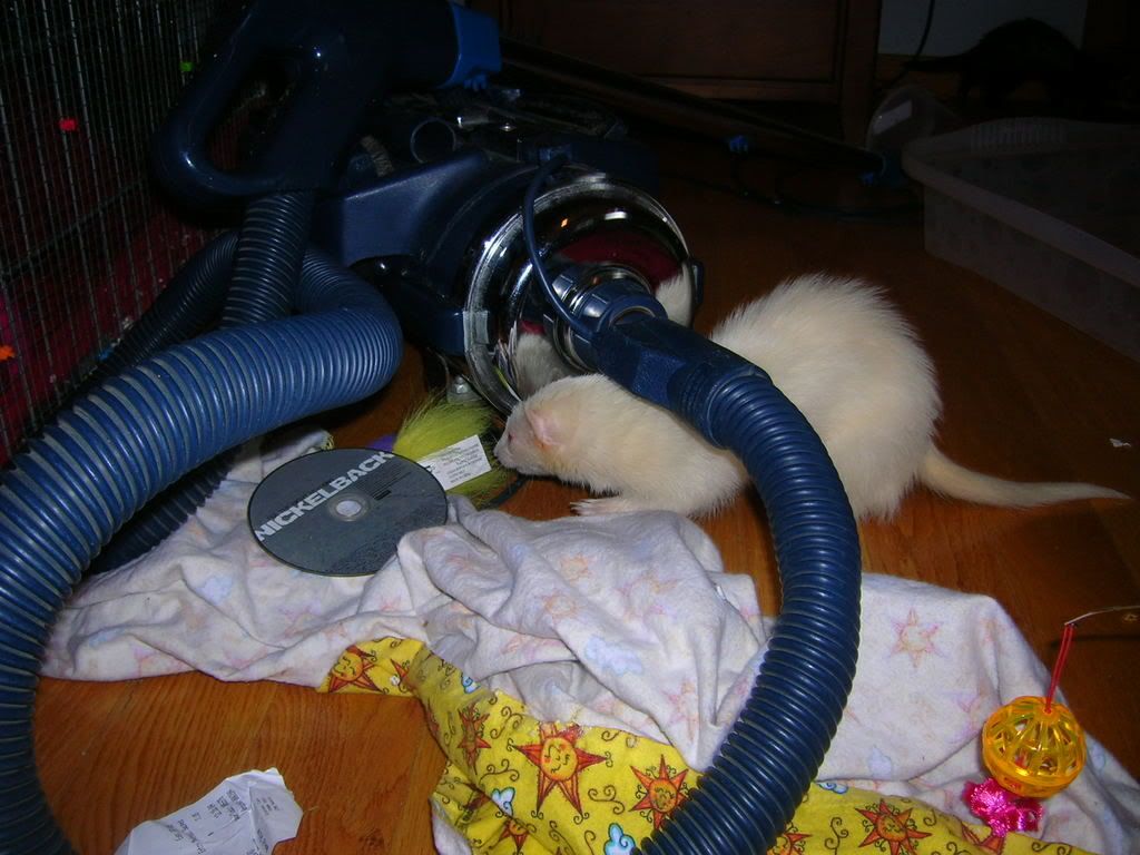 ferrets001.jpg