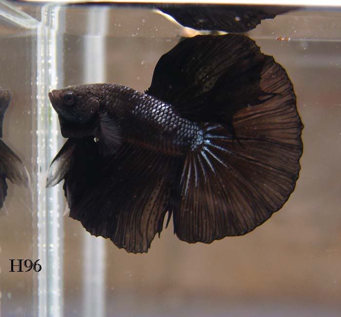betta2.jpg