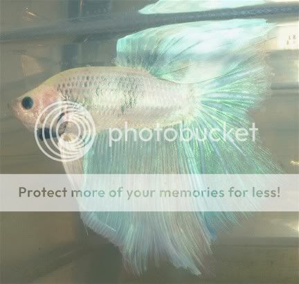 0000000000000bbetta5.jpg