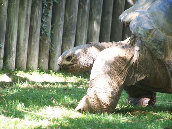 gianttortoise.jpg
