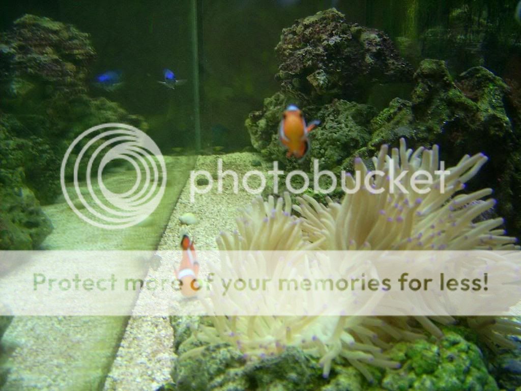 ClownsAndAnemone3.jpg