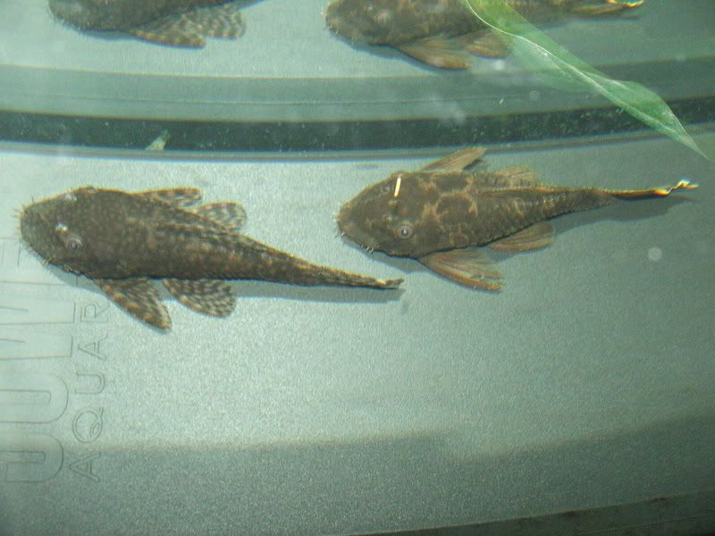 DSCF1125.jpg
