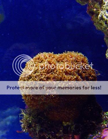 2009_0527Reef0014a.jpg