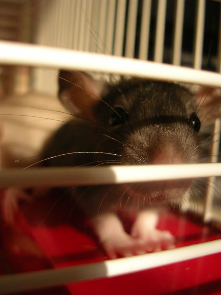babymilo.jpg