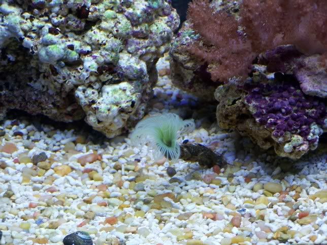 fanworm.jpg
