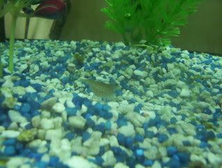 fish002.jpg