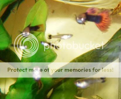Babyguppies.jpg
