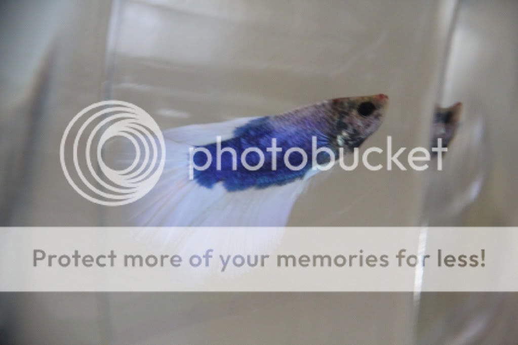 bettas005.jpg