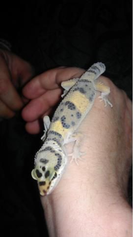 geckooo.jpg