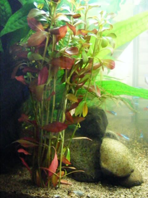 2010_0103fishcam0018.jpg