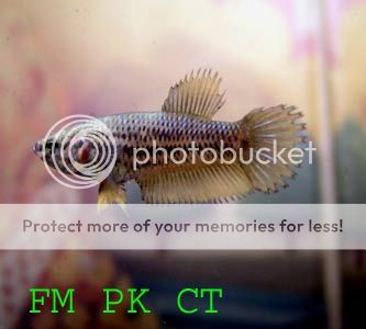 FM-PK-CTreplace.jpg