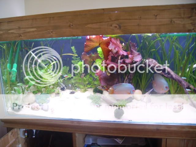 macrofish098.jpg