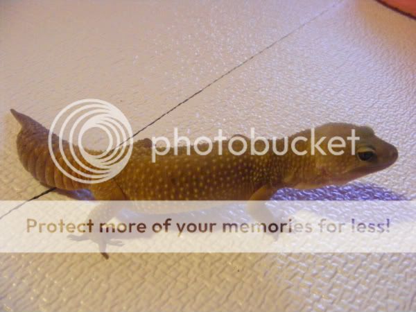 Picture130.jpg