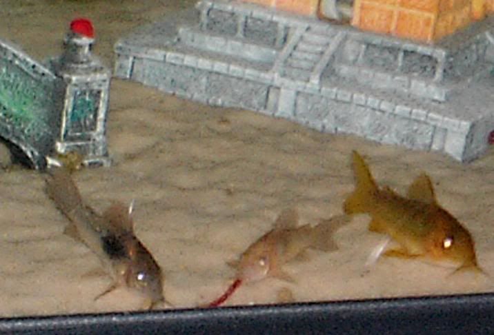 bronzecory3.jpg