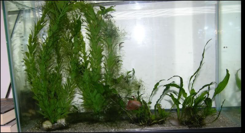 gouramibetta.jpg