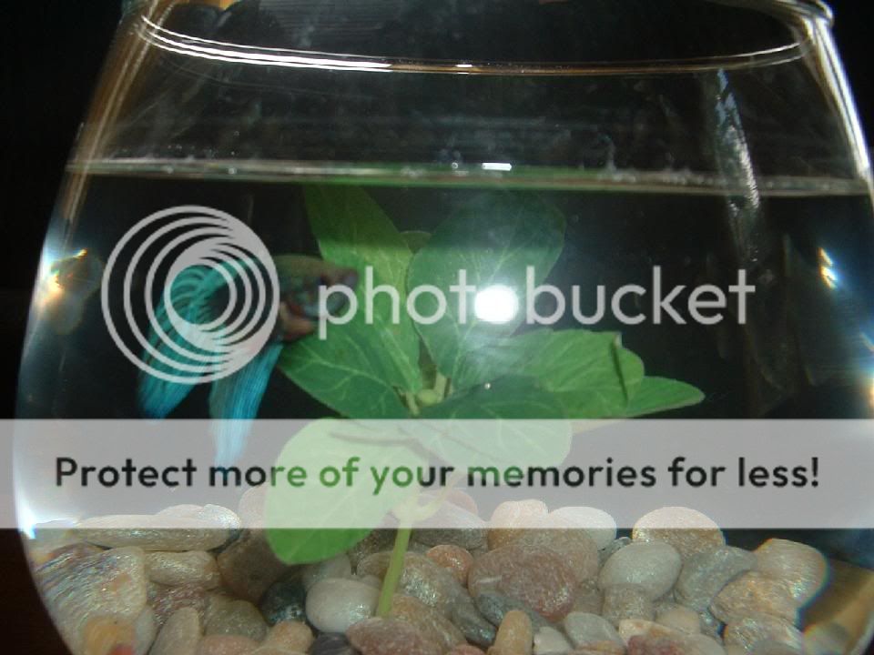 fish_049.jpg