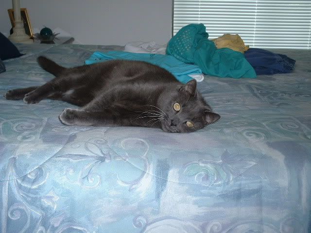 mycatonbed.jpg