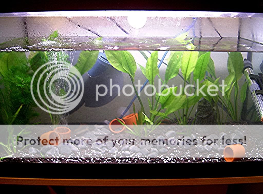 fishforumnet.jpg