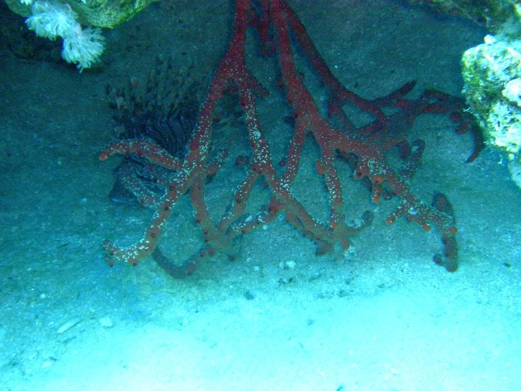 P1010133c.jpg