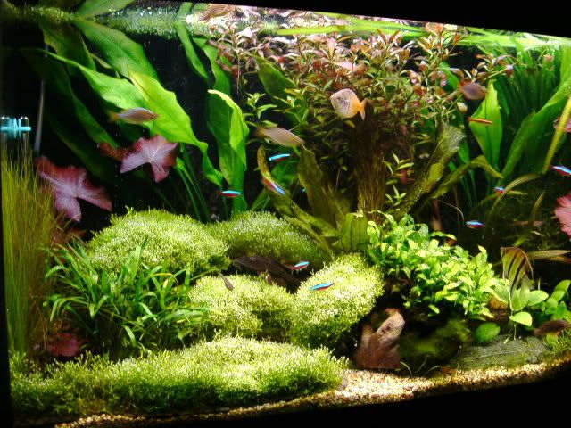 40G3aug05.jpg