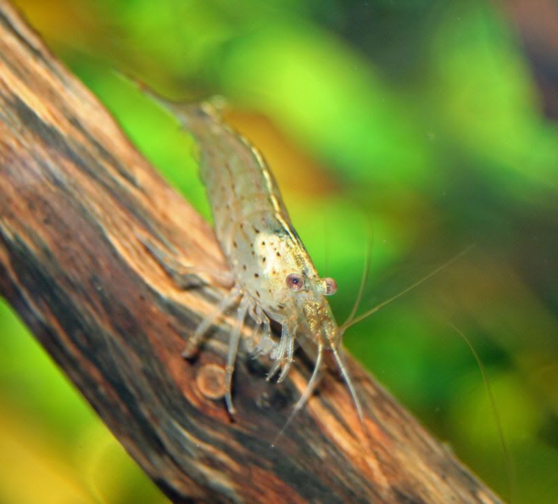 Amano-IMG_0188.jpg