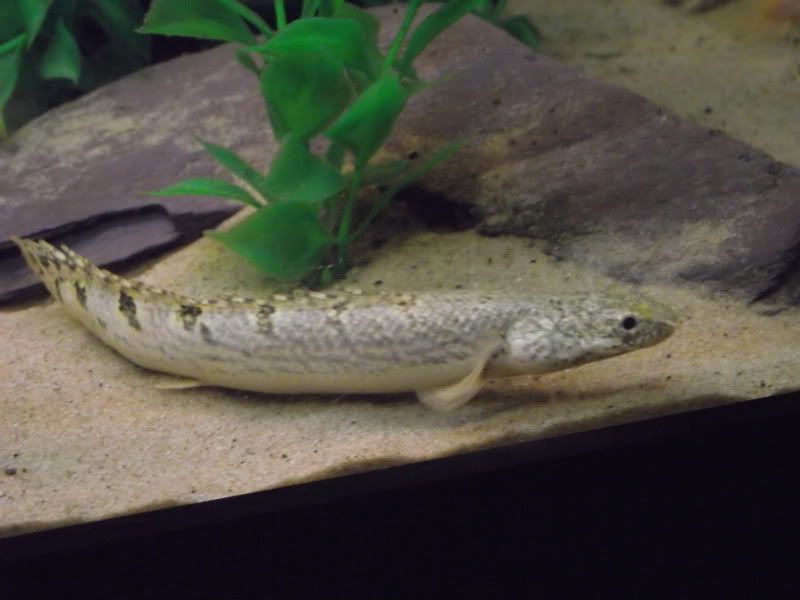 DSCF1603.jpg