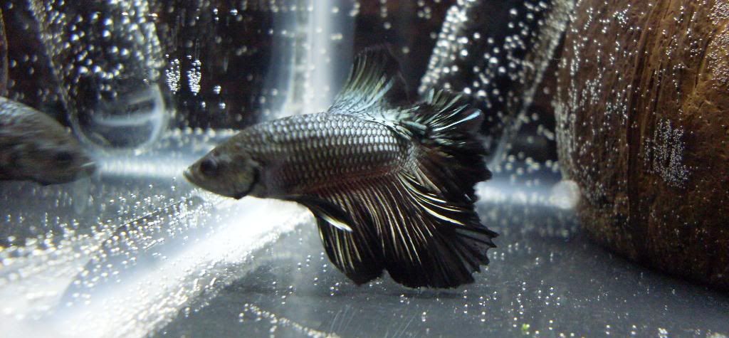 ZHMBetta4.jpg