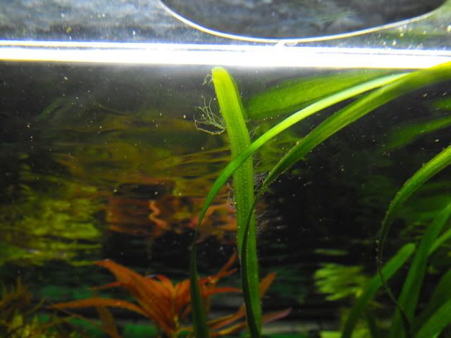 2010_1029algae0027.jpg