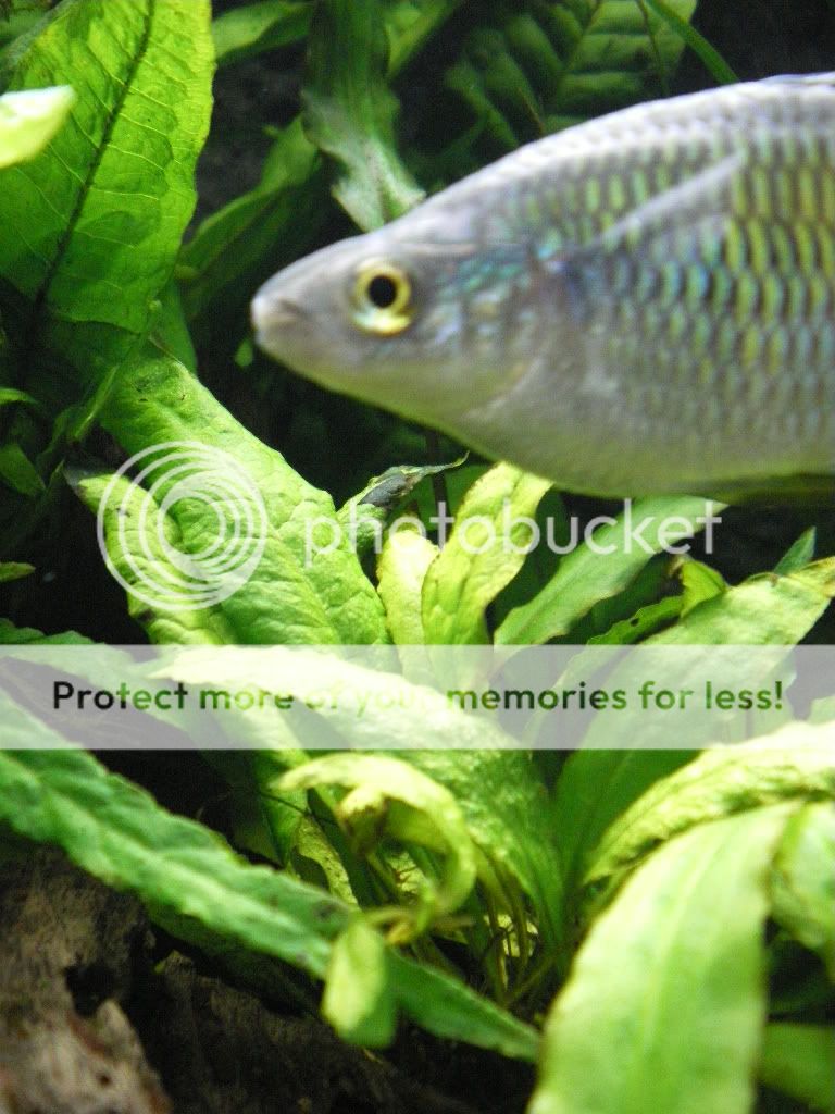 IMGP1088.jpg