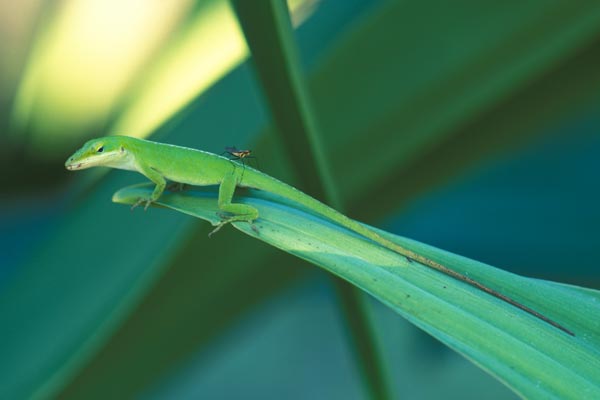 anole_with_fly.jpg